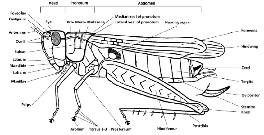 grasshopper belt diagram